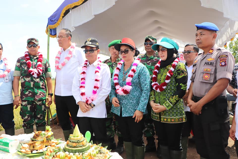 Musim Panen Mulai Maret, Satu Hektar Sawah Hasilkan Empat Ton Beras