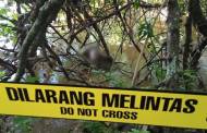 Usai Ritual Adat “Mangahau Antang