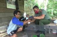 Terpisah dari Induknya, Bayi Orangutan Diselamatkan Warga
