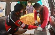 Tabrakan Kapal, Nahkoda Tugboat PT. Sarpatim Ditemukan Meninggal Dunia