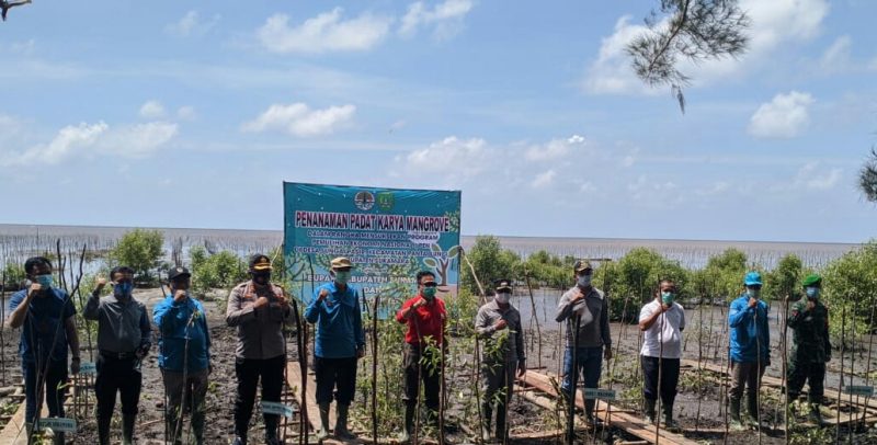 Program Nasional Penanaman Mangrove Guna Ringankan Dampak Ekonomi