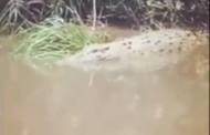 Heboh, Buaya Besar Muncul di Sungai Cempaga dan Mentaya