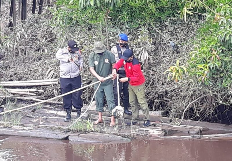 Petugas Pasang Pancing Buaya di Lokasi Serangan