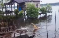Kemunculan Buaya 4 Meter Hantui Warga