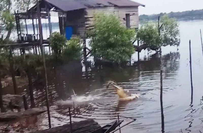 Kok Bisa? Tidak Ada Tenaga Kesehatan di Desa Teluk Mampun