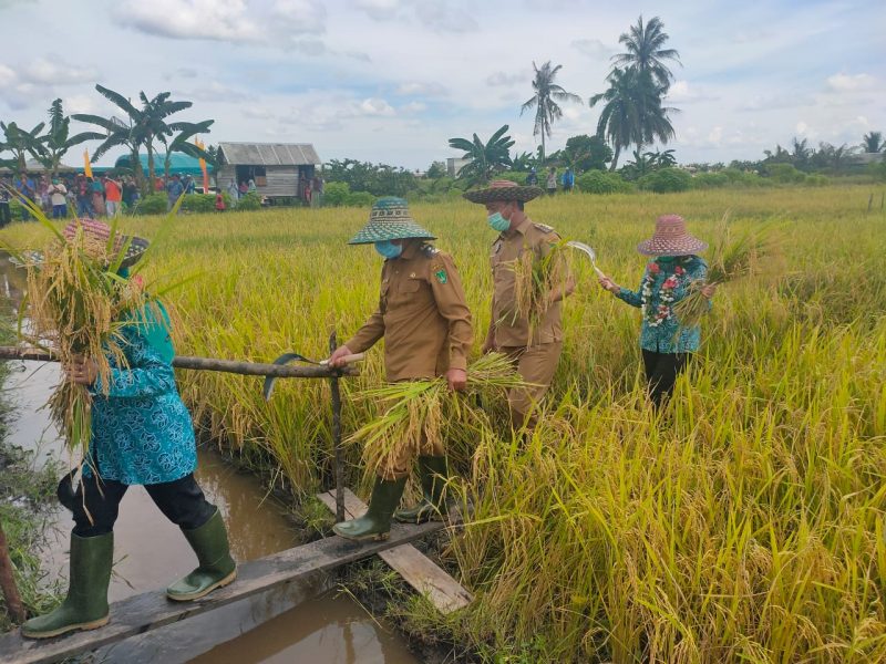 Bupati Hadiri Syukuran Panen Raya Sawah