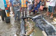 Buaya Sapit Kuning Terjebak Perangkap Ikan Milik Warga Luwuk Kiri