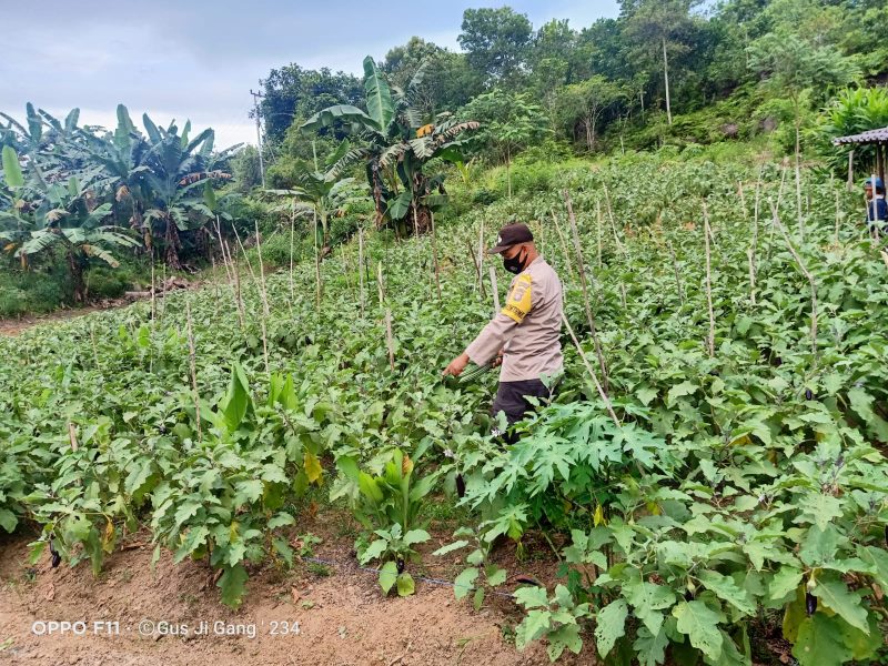 600 ribu Hektar Mangrove Perlu Direhabilitasi