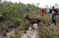 Pemkab Sukamara Lepasliarkan Rusa Sambar di Kawasan SM Lamandau
