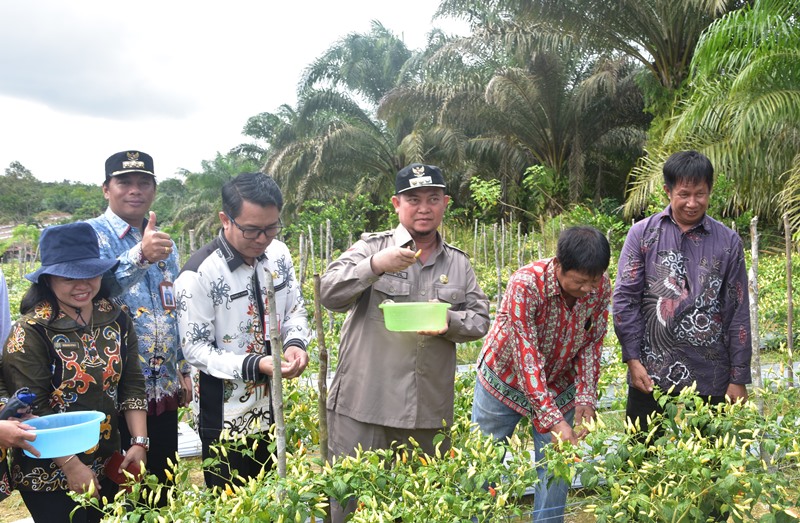 Penanganan Inflasi Daerah, Pj. Bupati Katingan Ikut Penanaman Cabai di Dusun Bukit Lime