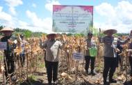 Panen Raya Jagung Kuartal II-2025, Kalteng Tunjukkan Komitmen Ketahanan Pangan