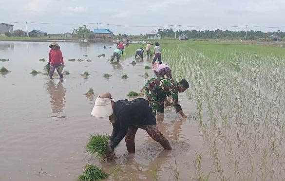 Dukung Ketahanan Pangan, Babinsa Koramil 1019-01/Ktk Bantu Petani di Desa Kampung Tengah